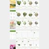 Shophoa.mauthemewp.com scaled.jpg